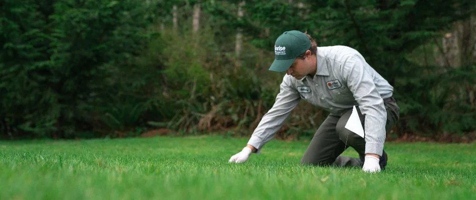 Worker checking for moles on lawn in Vashon, WA.